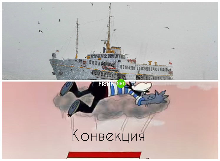 Почему птицы преследуют корабли живая природа, законы в действии, физика