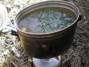 Обеззараживание хвоей