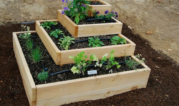 vegetable garden layout