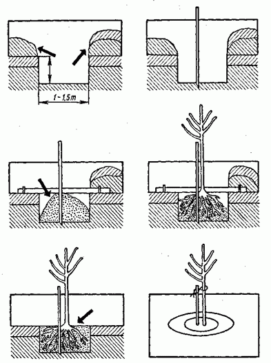 Закрытая корневая система посадка. Схема посадки саженцев с закрытой корневой системой. Технология посадки крупномеров схема. Схема посадочной ямы для яблони. Схема посадки саженцев плодовых деревьев квадратичная.