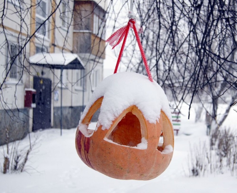 Кормушка для птиц из тыквы Обустройство: Кормушка для птиц из тыквы