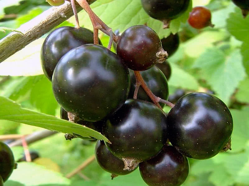 Зачем проводить формирующую обрезку смородины осенью