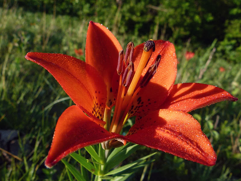 Посадка и уход за лилией осенью