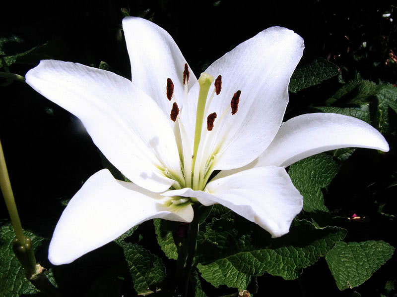 Выращивание лилий осенью: посадка и уход