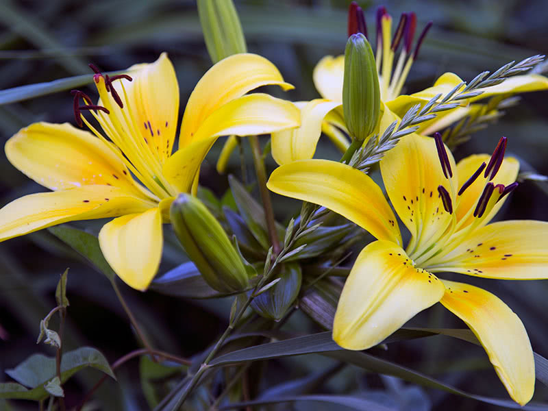 Как и когда сажать лилии осенью