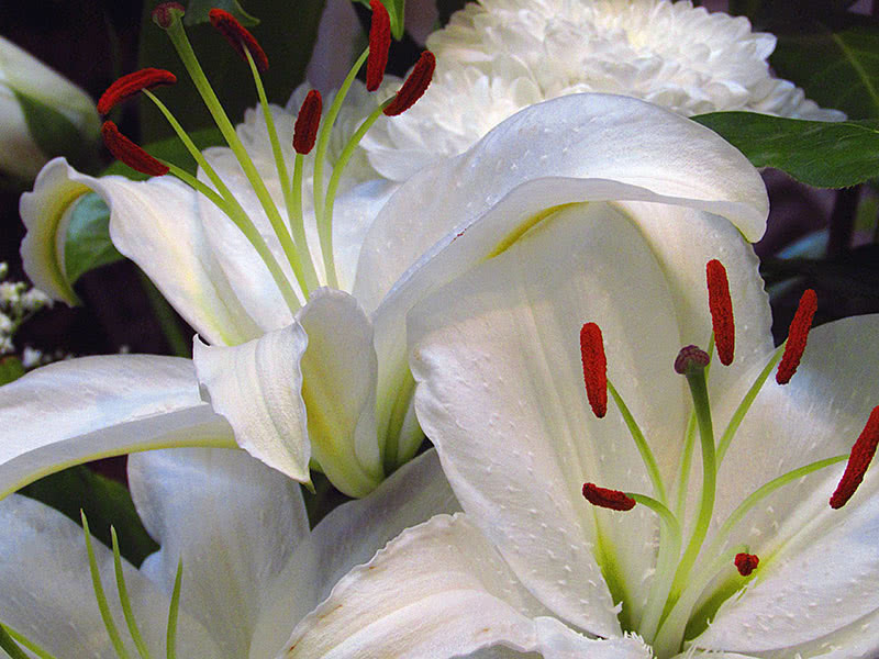 Условия выращивания лилией осенью