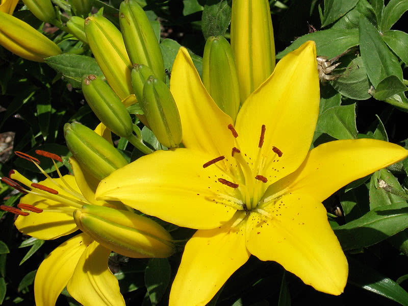 Сроки осенней посадки лилий в открытом грунте