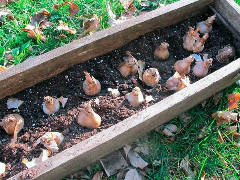 Как сажать нарциссы осенью в открытый грунт