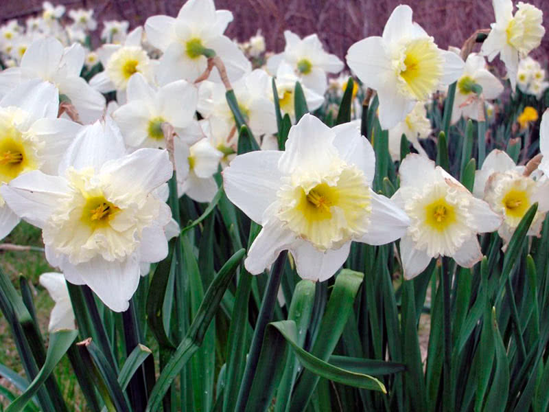 Сроки посадки нарциссов осенью