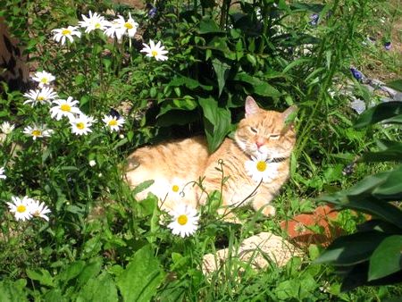Кошки любят лежать на "водоносных местах" кошка на участке