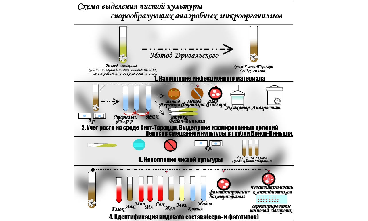 Культивирование анаэробных организмов