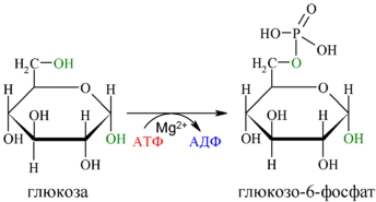 Reaction-Glucose-Glucose-6P.png