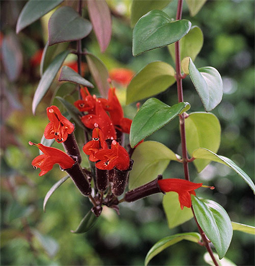 aeschynanthus-lobbianus-hook