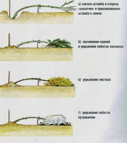 Укрытие роз на зиму. Штамбовые розы