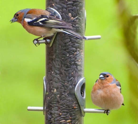 two male chiffinch on feeder with green background