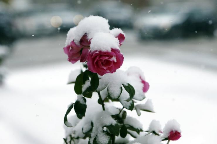 материалы для укрытия роз на зиму