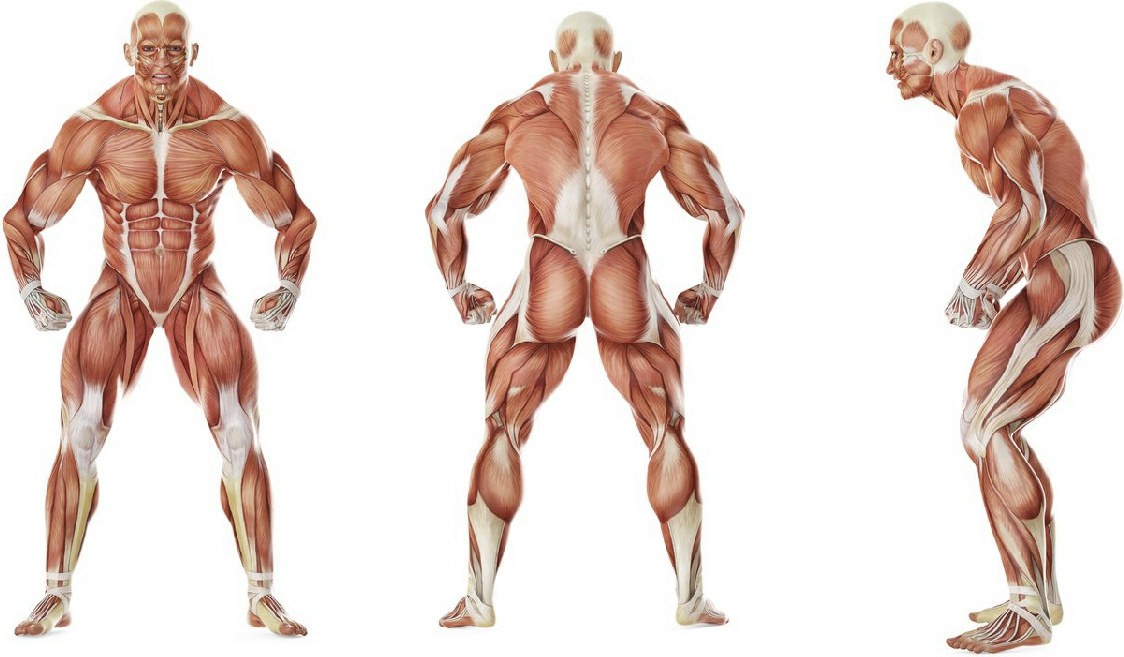 What muscles work in the exercise
