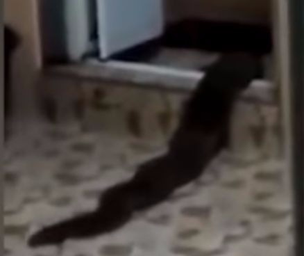Господи! Что это было? Жуткий туалетный монстр, выползший из ванны, попал на видео! Господи! Что это было? Жуткий туалетный монстр, выползший из ванны, попал на видео!