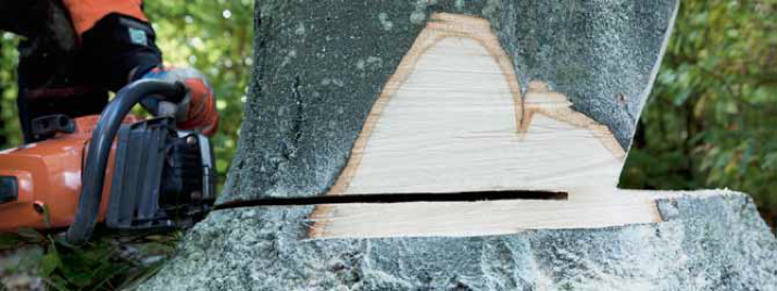 Close-up of a felling cut, slightly above the level of the bottom cut