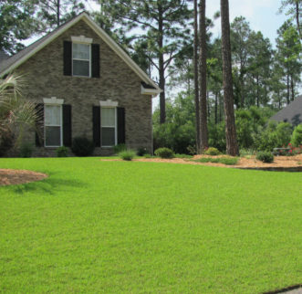 Centipedegrass lawn is a low maintenance turfgrass with a light apple-green color