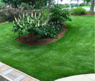 Zeon zoysiagrass is a fine-textured, dark-green turfgrass that is adaptable to a partially shaded lawn