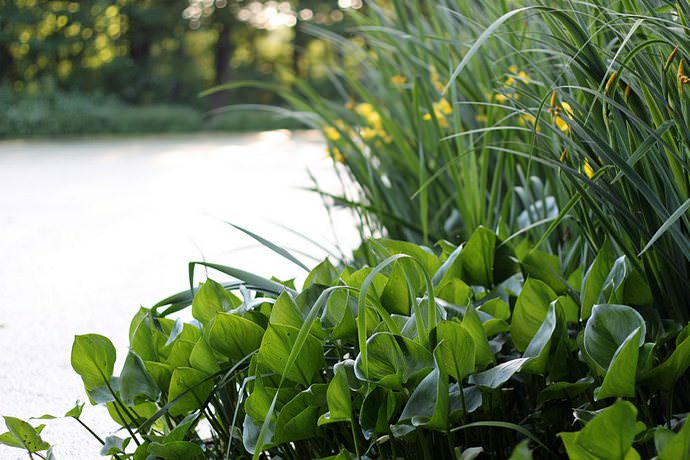 Одним растений, подходящих для границы мелководной и заболоченной зон, является белокрыльник болотный
