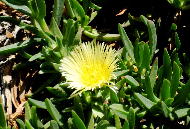 Мезембриантемум: оригинальное южноафриканское растение в своем саду