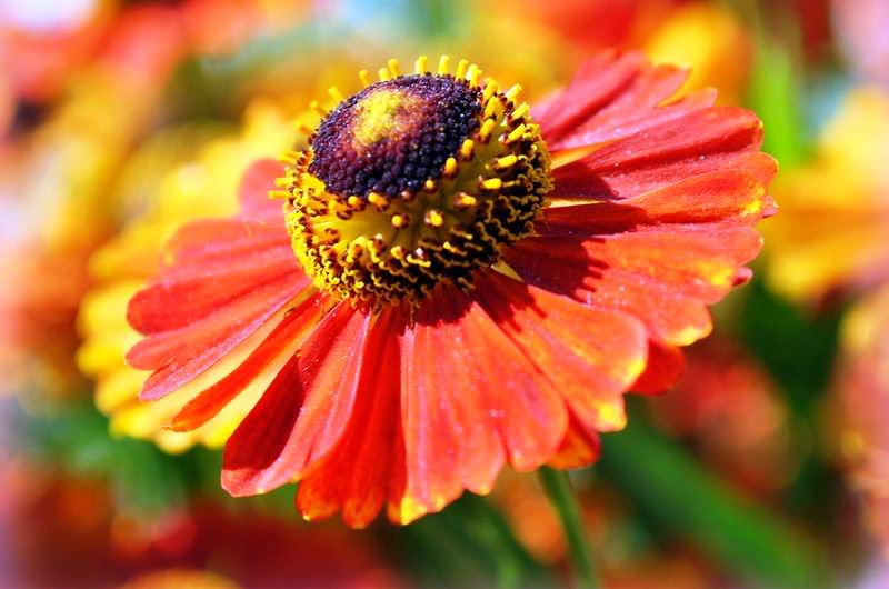 В растения, цветущие осенью, входит и симпатичный гелениум