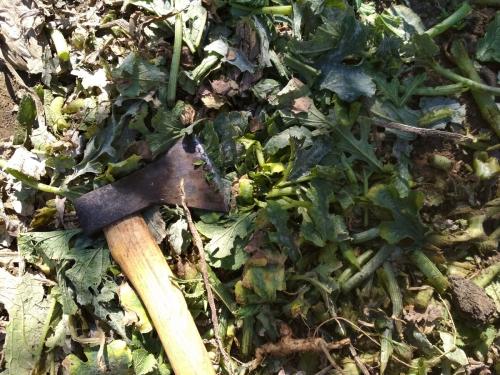 Осенняя уборка на огороде кабачки. Что делать с ботвой кабачков после уборки последнего урожая