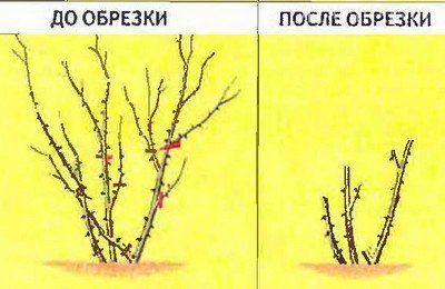 Вид куста до и после обрезки