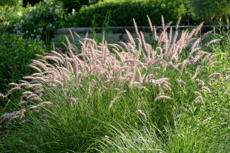 декоративная трава для сада