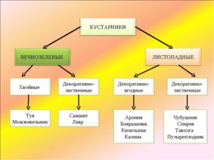 Основой декоративного садоводства являются декоративные садовые растения. Это