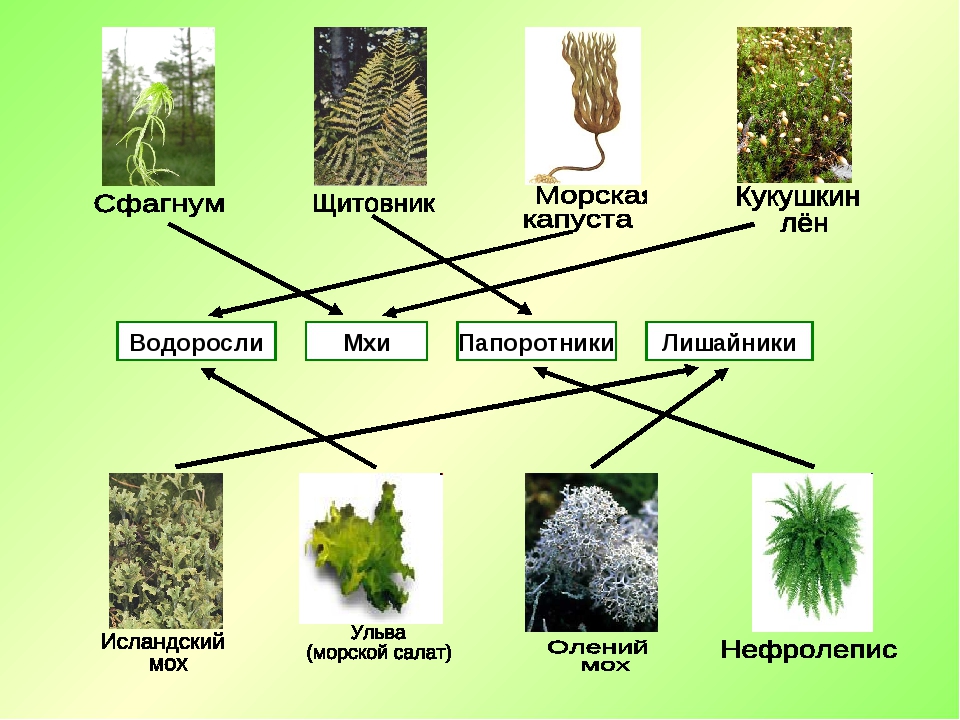 Примеры растений группы мхов. Водоросли мхи лишайники. Таблица мхи лишайники папоротники. Виды растений мхи. Виды мхов и лишайников.