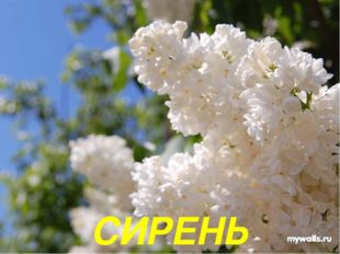 СИРЕНЬ 