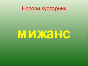 Назови кустарник мижанс 