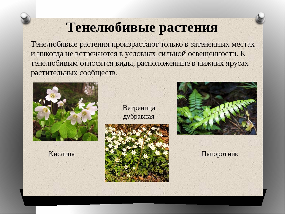 Примеры про растения. Светолюбивые и тенелюбивые растения. Тенелюбивые и влаголюбивые растения. Факультативные гелиофиты (теневыносливые. Тёмно-любивые растения.