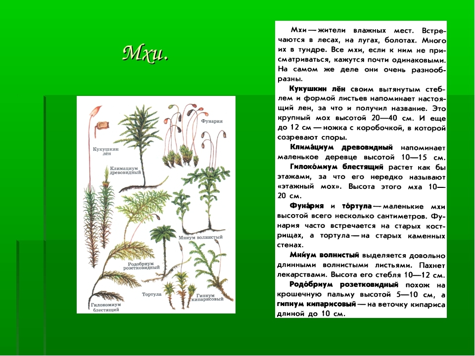 Зеленые растения примеры