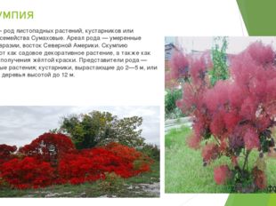 Скумпия Ску́мпия— род листопадных растений, кустарников или деревьев, семейст