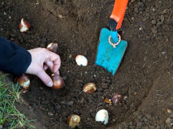 Необходимо выбирать морозостойкие сорта