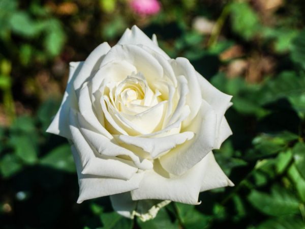 Предзимняя подкормка роз — тонкости проведения мероприятий