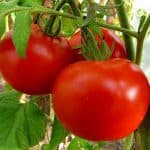 сорта крупноплодных томатов для открытого грунта