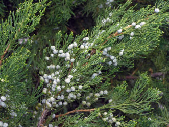 Chinese juniper “berries” and foliage.