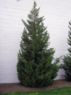 ‘Robusta Green’, a columnar form of Chinese juniper