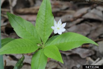 Star-flower (Trientalis borwalis)