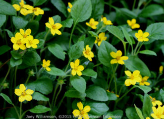 Green & Gold (Chrysogonum virginianum) flowers best in partial shade, and is a slow spreading perennial that blooms in spring. It is a native to the Southeast US.