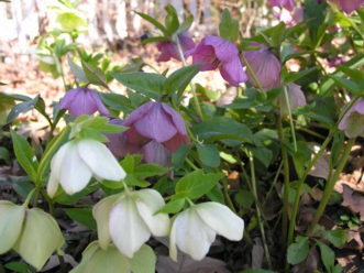 Lenten Rose (Helleborus x hybridus) has flowers that range from white to mauve and purple. This perennial is evergreen, blooms in the very early spring, and slowly spreads by seeds.