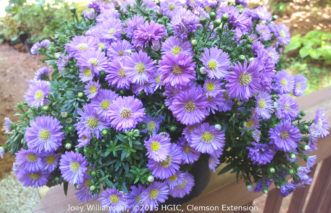 New England Aster (Aster novae-angliae) is a late summer-blooming perennial that is native to the Eastern US. The species has violet-purple flowers, but cultivars are available in white or various shades of pink.