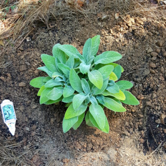 Set plant in the hole at same depth as in the original container. Pull in the improved soil around the root ball and firm the soil.