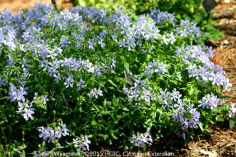 Woodland Phlox (Phlox divaricata) is a beautiful, spring blooming, native perennial. The species has blue, fragrant flowers, but other cultivars are available in white and pink.