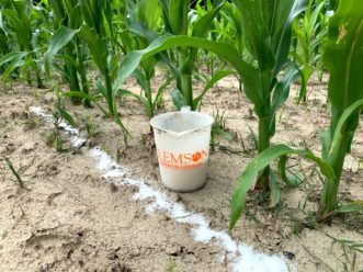 A side-dress application of calcium nitrate on a stand of corn.